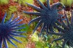 Three Sunflower sea stars, Pycnopodia helianthoides, photographed in Prince William Sound, Alaska. The Latin, which translates to dense-footed sunflower, refers to the thousands of tube-like feet on the underside of the arms that stretch out making these creatures resemble aquamarine sunflowers.