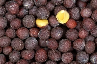 Close-up of black mustard seeds (each about 2–3 mm in diameter)