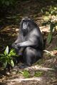 Sulawesi's black macaque (M. nigra)