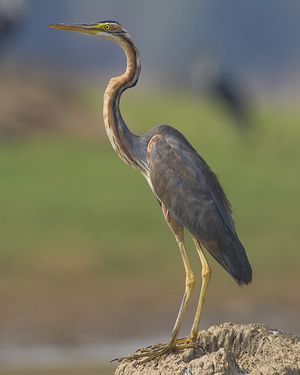 2010-kabini-purple-heron.jpg