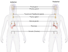 Blausen 0345 EndocrineSystem Female2.png