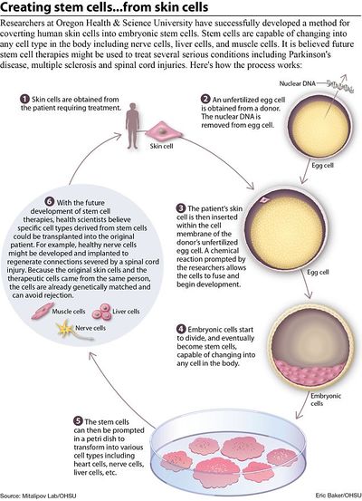 Creating stem cells from skin cells.jpg