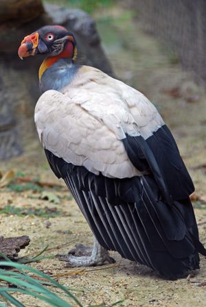 Sarcoramphus papa -National Zoo -Washington -USA-8a.jpg