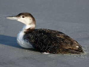 Loon, common 04-24 a.jpg