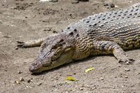 A saltwater crocodile in the subadult age range at Gembira Loka Zoo, similar but not as robust and relatively small-headed compared to adults.