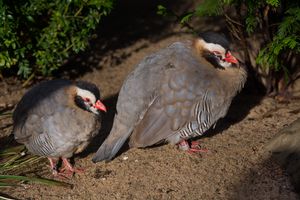 Schwarzkopfsteinhuhn klein und gross Walsrode 2014.jpg