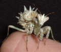 Hymenopodid mantis nymph