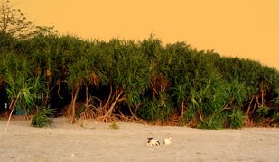 شجرة الكيا (Pandanus odorifer) على جزيرة سانت مارتن.