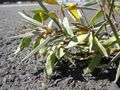 Acacia aneura