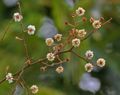 Acacia pennata in Talakona forest, in Chittoor District of Andhra Pradesh, الهند