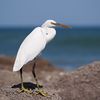 Egretta gularis oman.jpg