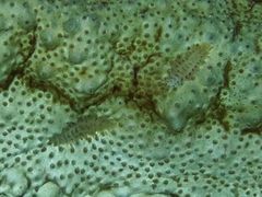 Polynoid worms on a king sea cucumber.