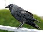 Jackdaw (7503357692).jpg