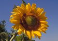 Large Russian Sunflower