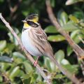 Emberiza elegans male s3.JPG