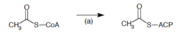 Acety-CoA ACP transacylase.png