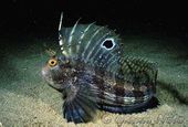 Blennius ocellaris