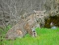 Bobcat2.jpg