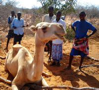 A dried-up waterbed in Moroto, Uganda. Future Drylands Initiative interventions will help manage the region’s waterways and help communities make more efficient use of the available water resources. In Dertu, Kenya, the site of a Millennium Village, an effort to improve outcomes in health, education, agriculture and other areas, a lack of rain threatens livestock that are critical to the communities.