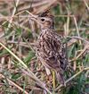 Oriental Skylark I IMG 0571.jpg