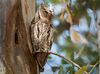 Scops Owl (Otus scops), Kalloni, Lesvos, Greece, 19.04.2015 (16773748434).jpg