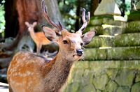 Young male in Nara