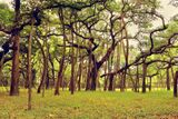 The great banyan tree.jpg