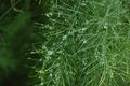 Asparagus officinalis with dewdrops