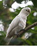 Cacatua goffiniana -in tree-6.jpg