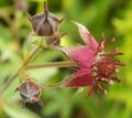 Comarum e.g. Marsh Cinquefoil (C. palustre)