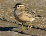 Juvenile Dotterel at Leasowe.jpg