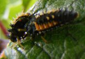 Ladybird larva eating another ladybird larva