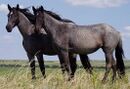 Nokota Horses cropped.jpg