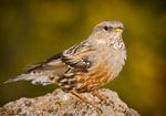 Alpine accentor saganta.jpg