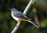 Grey Wagtail 160504W.jpg