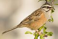 Rock Bunting (Cochem).jpg