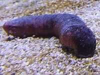 Sea cucumber.jpg