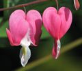 Lamprocapnos spectabilis