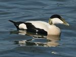 Common Eider RWD1.jpg