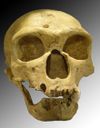 Homo sapiens neanderthalensis.jpg