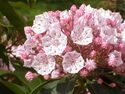 Kalmia latifolia2.jpg