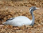 Demoiselle Crane 040.jpg