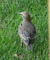 Juvenile, upperparts