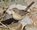 Subalpine warbler (F).jpg