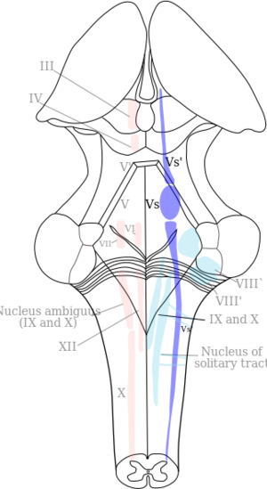 Diagram of the brainstem