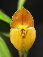 Lepanthes Ophelma.jpg