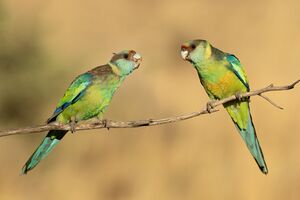 Mallee ringneck 42 - Patchewollock.jpg