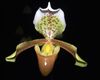 Paphiopedilum insigne Orchi 01.jpg