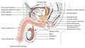 Diagram which depicts the membranous urethra and the spongy urethra of a male