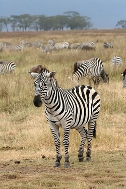 Plains Zebra Equus quagga.jpg